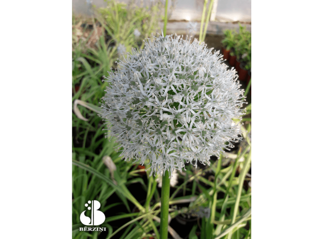 Allium   'Mont Blanc'